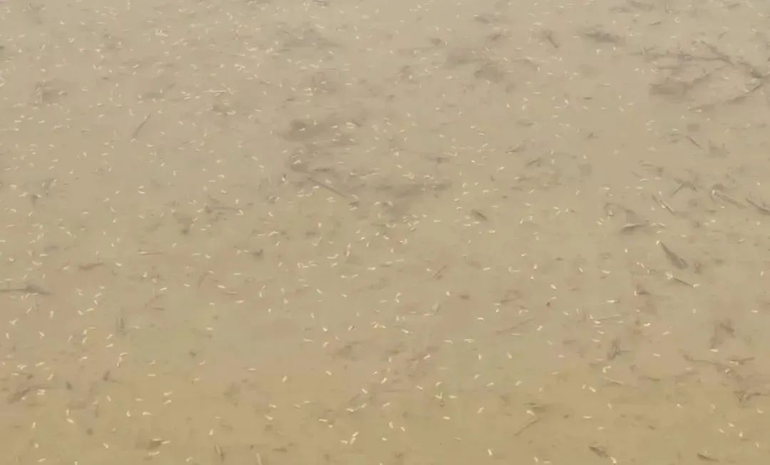 水稻直播田封闭，到底选丁草胺还是丙草胺？
