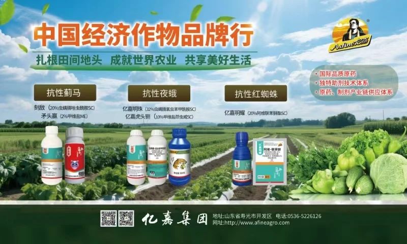 绿色防控方向标——“刻敌”防控抗性害虫蓟马刻不容缓