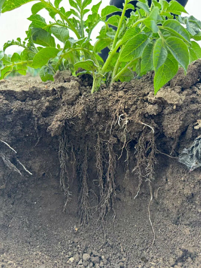 植物免疫诱抗剂：给植物打