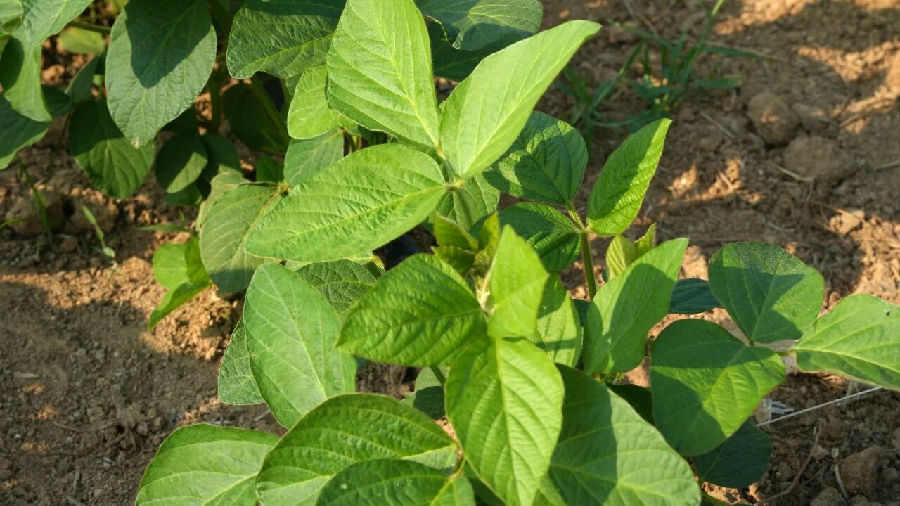 抗虫耐氟草啶大豆、抗病玉米转化体获批生物安全证书  清原生物育种实现新突破