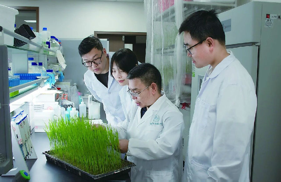 让数亿人吃不上饭的水稻“癌症”，中国科学