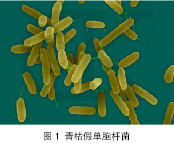 辣椒青枯病及其防治图谱