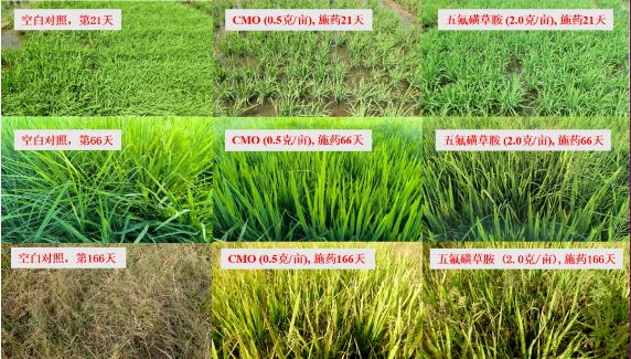 南开大学开发的防控移栽稻田恶性杂草的超高