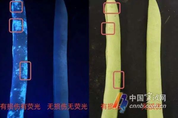 四季豆发荧光是不是农药超标？破案了