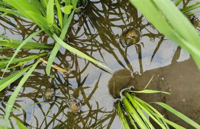 湖北省研发全国首款福寿螺生物防治药剂，小
