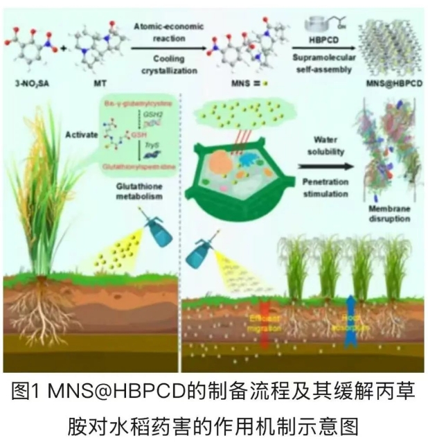 柏连阳院士团队成功研制出一种新型水稻除草