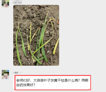 急！大蒜出现大面积干尖黄叶咋办？