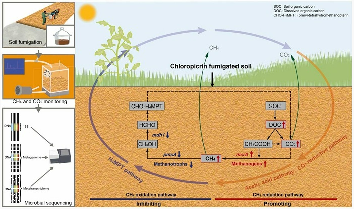 氯化苦熏蒸增碳机制破解，溶解性有机碳最高