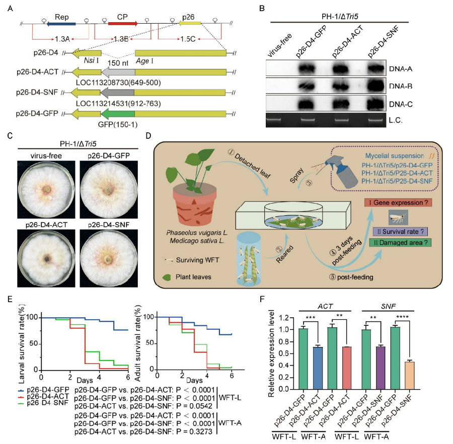 将小麦赤霉病菌化为高效杀灭西花蓟马的生防