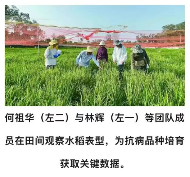 这种水稻病害“卷土重来”，他们用20年寻